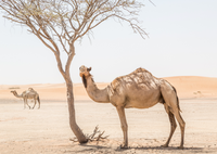 Could Camel Milk Be The New Superfood of 2019?